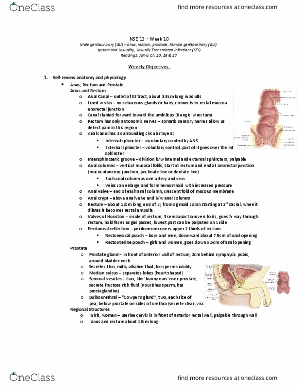 NSE 13A/B Chapter 23, 26, 27 : NSE 13 Week 10 - ANUS, RECTUM, PROSTATE, MALE & FEMALE GU - ALL JARVIS NOTES thumbnail